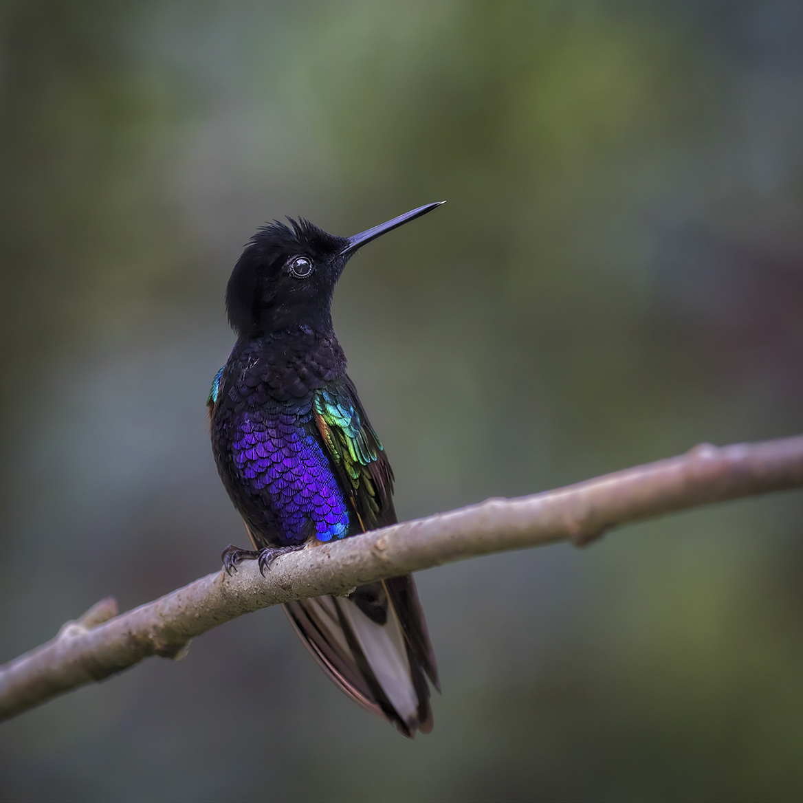 Ecuador Birding Bonus