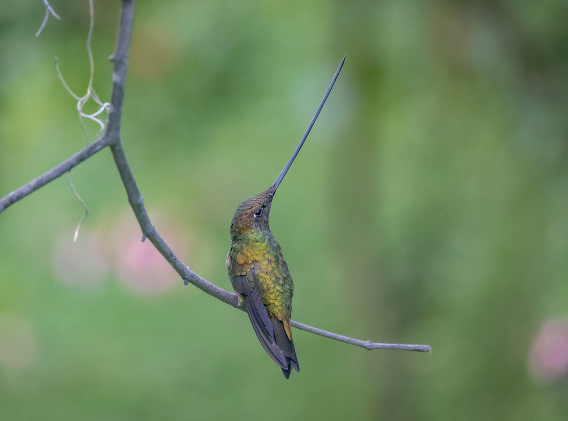 Hummingbird Encounters in the Sacred Valley